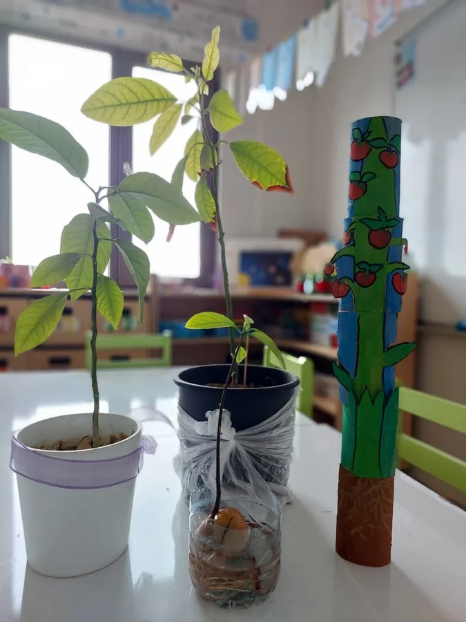 Saplings grown from avocado stones